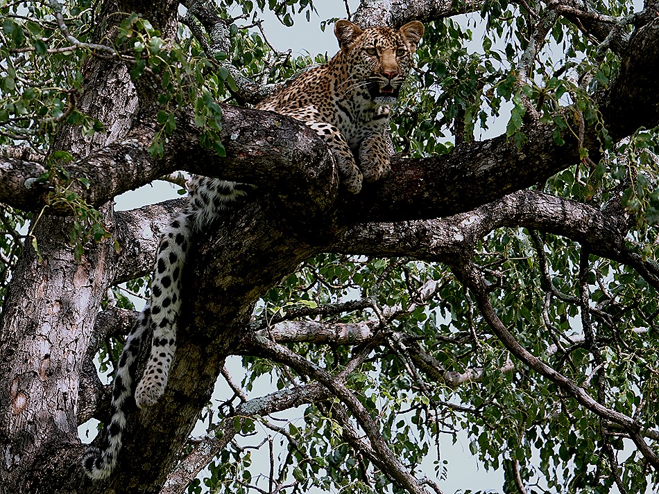 256. Kruger Nat Park, South Africa