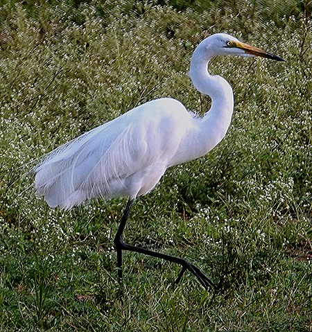 258. Kruger Nat Park, South Africa