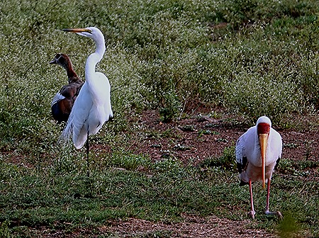 263. Kruger Nat Park, South Africa