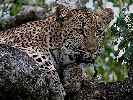 263. Kruger Nat Park, South Africa