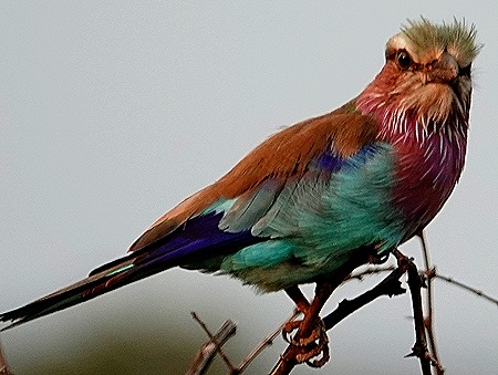 266. 010418Maputo, Mozambique & Kruger Nat Park, South Africa