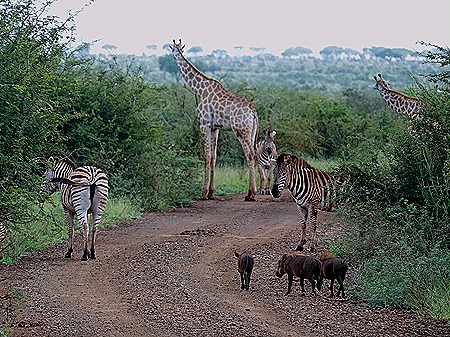 270. Kruger Nat Park, South Africa