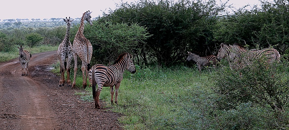 274. Kruger Nat Park, South Africa