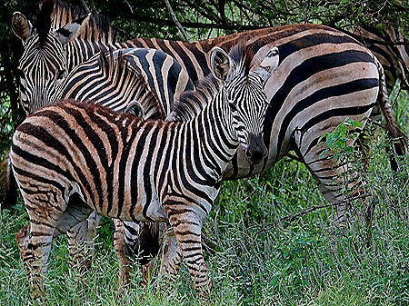 276. Kruger Nat Park, South Africa