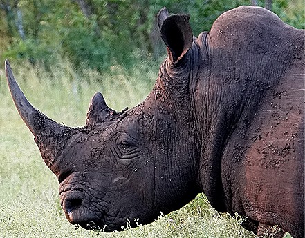 277. 010418Maputo, Mozambique & Kruger Nat Park, South Africa