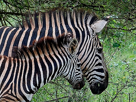 277. Kruger Nat Park, South Africa