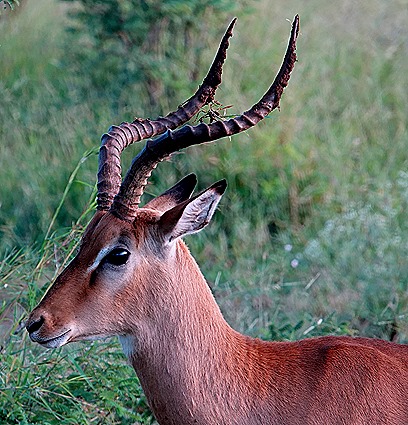 278. Kruger Nat Park, South Africa