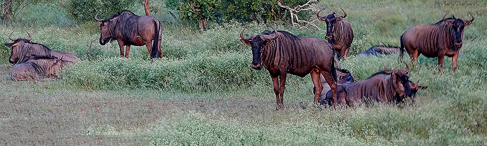 278a. 010418Maputo, Mozambique & Kruger Nat Park, South Africa_stitch