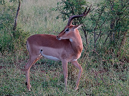 284. Kruger Nat Park, South Africa
