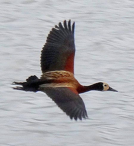 286b. Kruger Nat Park, South Africa