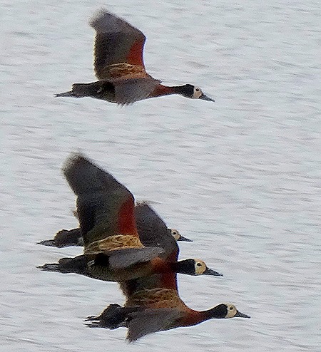 286c. Kruger Nat Park, South Africa