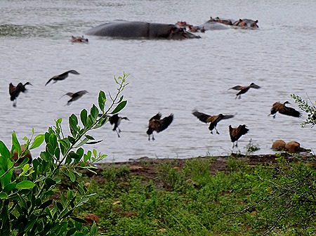 287. Kruger Nat Park, South Africa