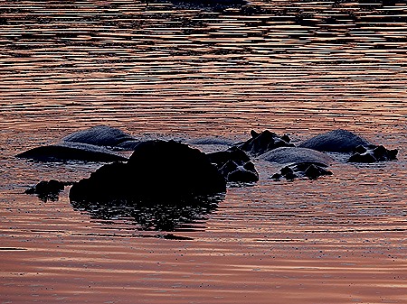 28a. Kruger Nat Park, South Africa