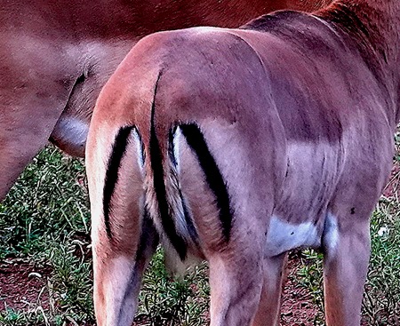 290a. 010418Maputo, Mozambique & Kruger Nat Park, South Africa