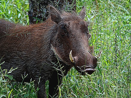 293. Kruger Nat Park, South Africa