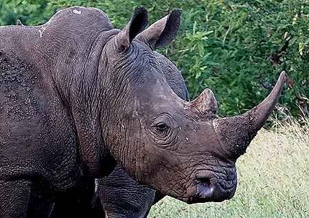 294. 010418Maputo, Mozambique & Kruger Nat Park, South Africa