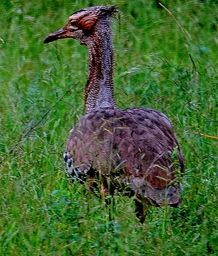 295. Kruger Nat Park, South Africa