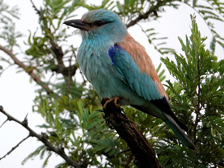 30. Kruger Nat Park, South Africa