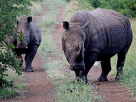 300. 010418Maputo, Mozambique & Kruger Nat Park, South Africa