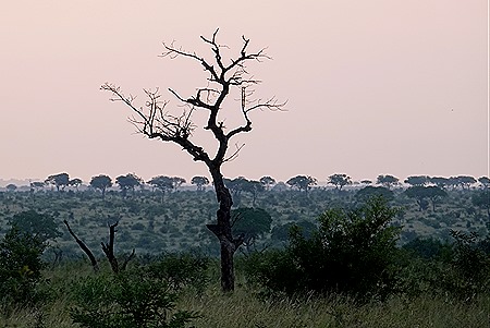 305. Kruger Nat Park, South Africa
