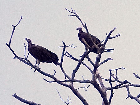 310. 010418Maputo, Mozambique & Kruger Nat Park, South Africa