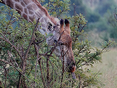 313. Kruger Nat Park, South Africa
