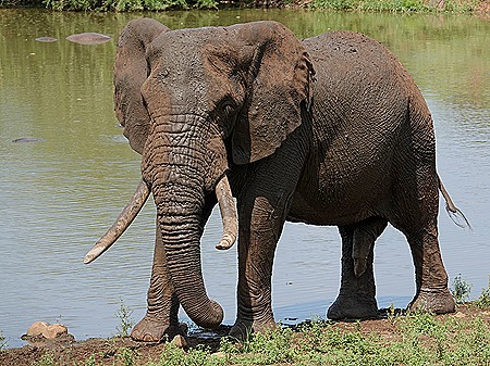 313. Kruger Nat Park, South Africa