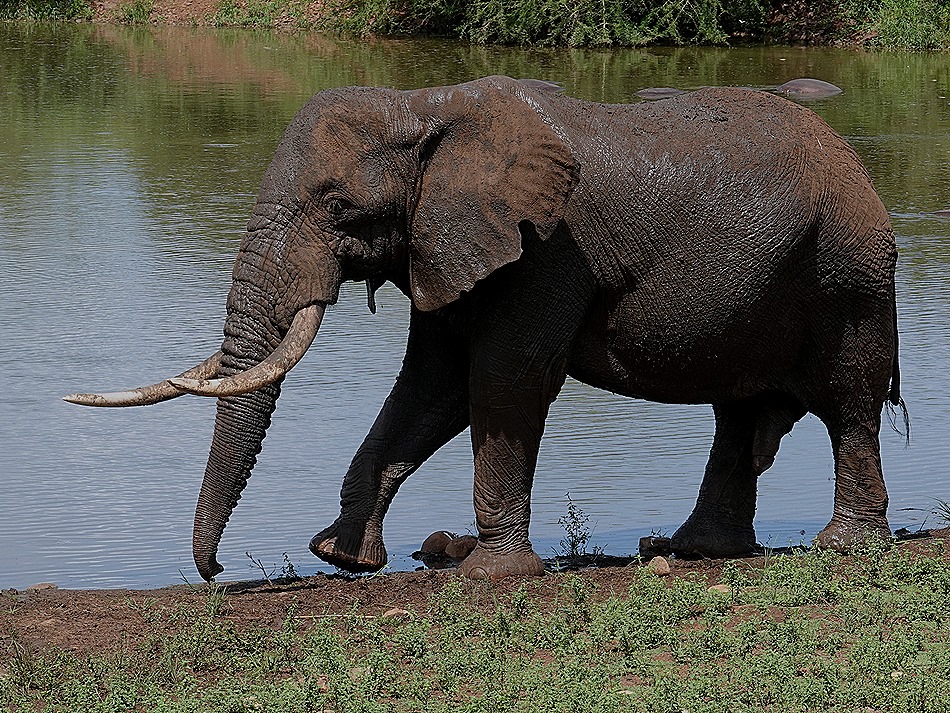 314. Kruger Nat Park, South Africa