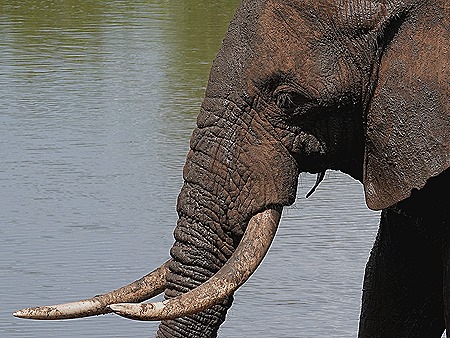 315. Kruger Nat Park, South Africa