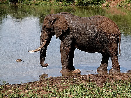 320. Kruger Nat Park, South Africa