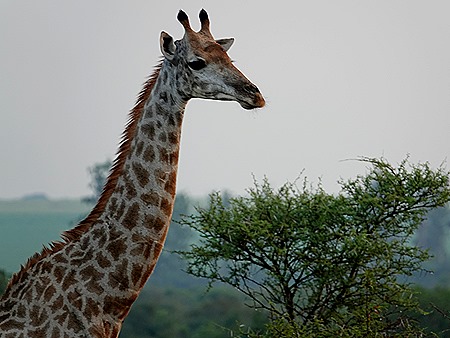 322. Kruger Nat Park, South Africa
