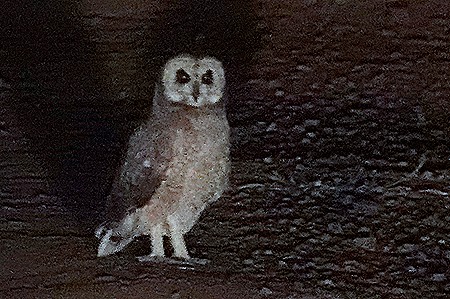 323. 010418Maputo, Mozambique & Kruger Nat Park, South Africa