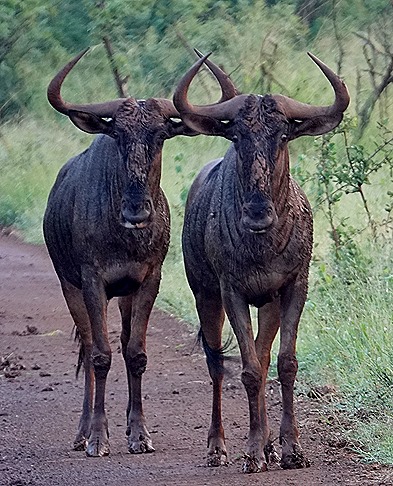 330. Kruger Nat Park, South Africa
