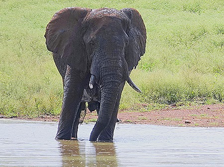 334. Kruger Nat Park, South Africa