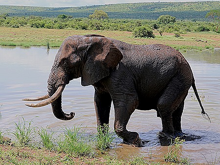 340. Kruger Nat Park, South Africa