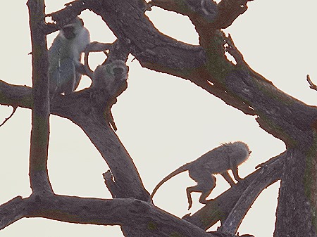 341. Kruger Nat Park, South Africa