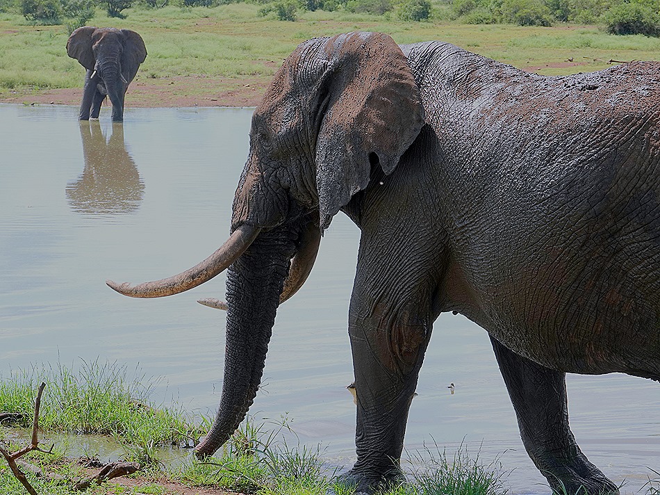 342. Kruger Nat Park, South Africa
