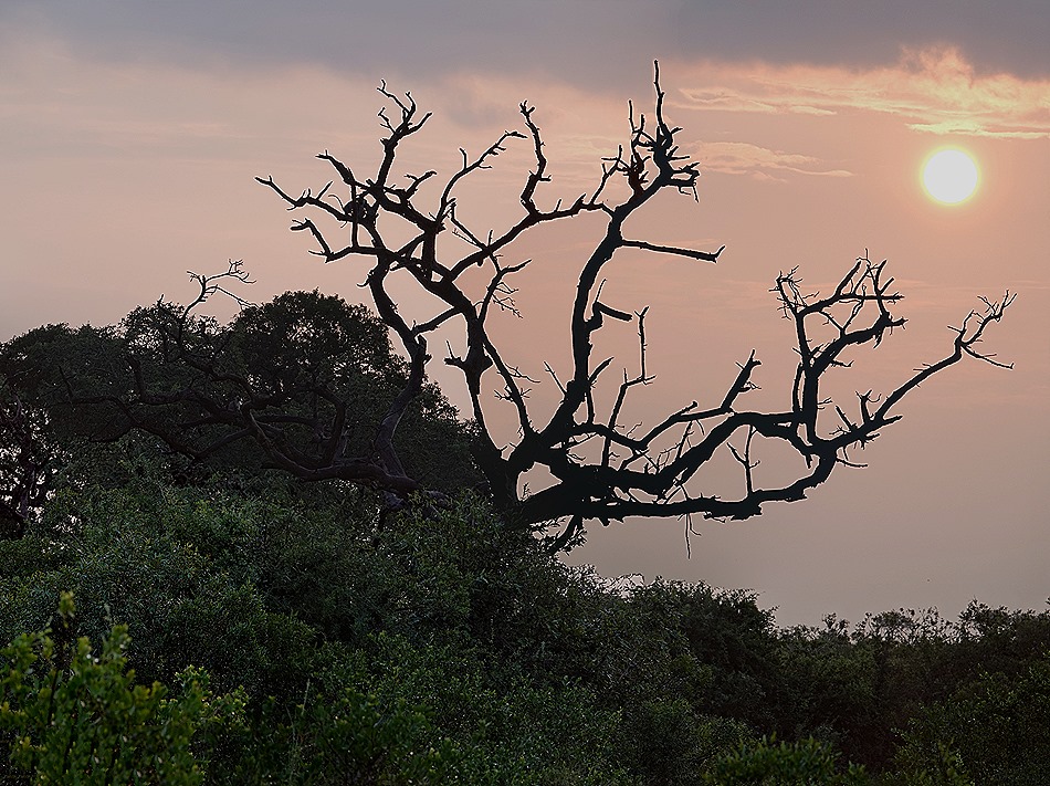 343a. Kruger Nat Park, South Africa_stitch