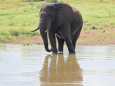 346. Kruger Nat Park, South Africa