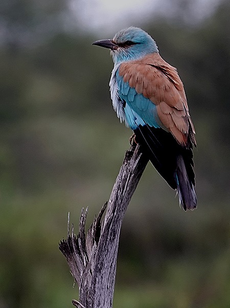 35. Kruger Nat Park, South Africa