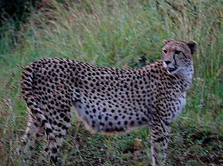 352. Kruger Nat Park, South Africa