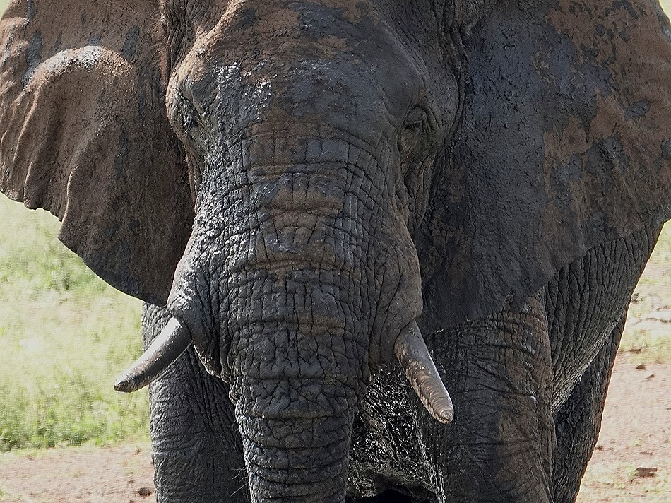 352. Kruger Nat Park, South Africa