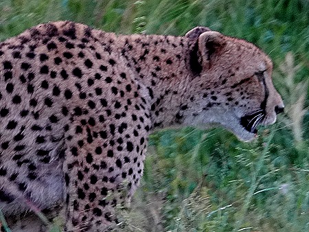 356. Kruger Nat Park, South Africa