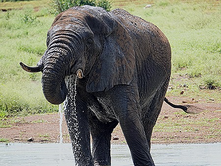 358. Kruger Nat Park, South Africa