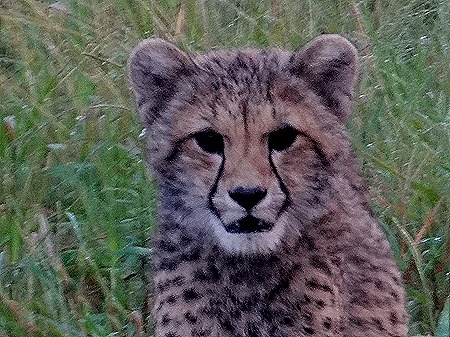 361. Kruger Nat Park, South Africa