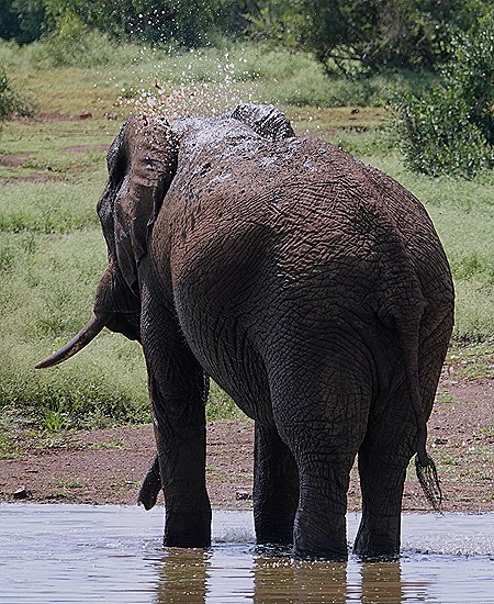 364. Kruger Nat Park, South Africa