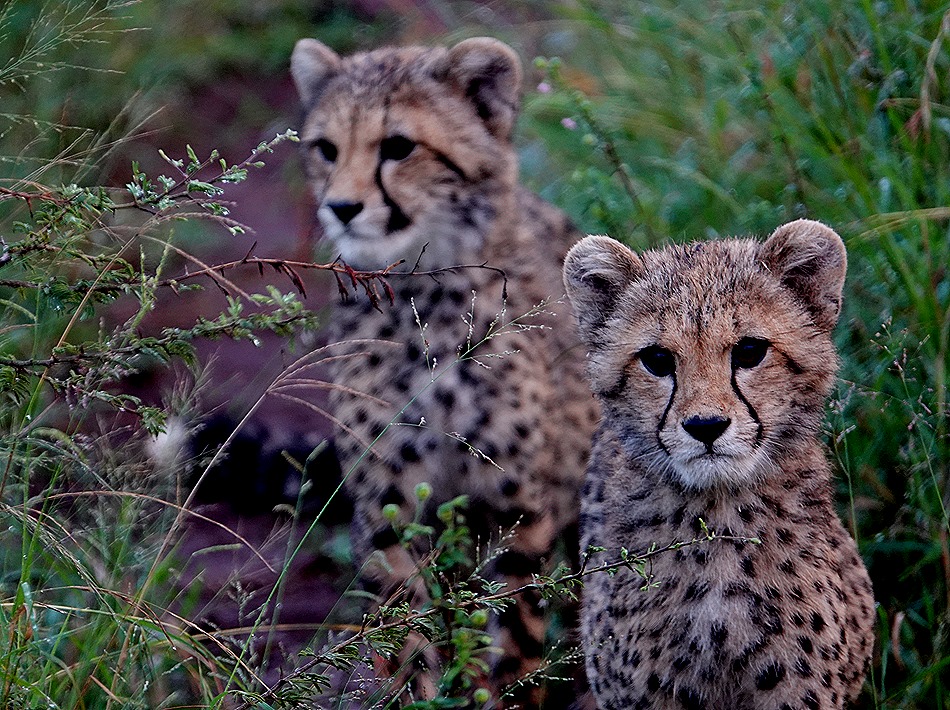 367. Kruger Nat Park, South Africa