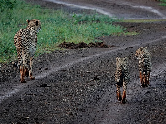 369. Kruger Nat Park, South Africa