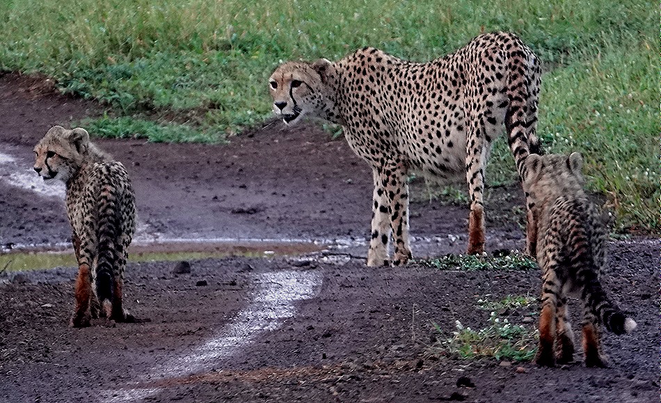 374. Kruger Nat Park, South Africa