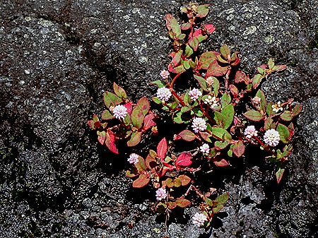 38. La Possession, Reunion Island